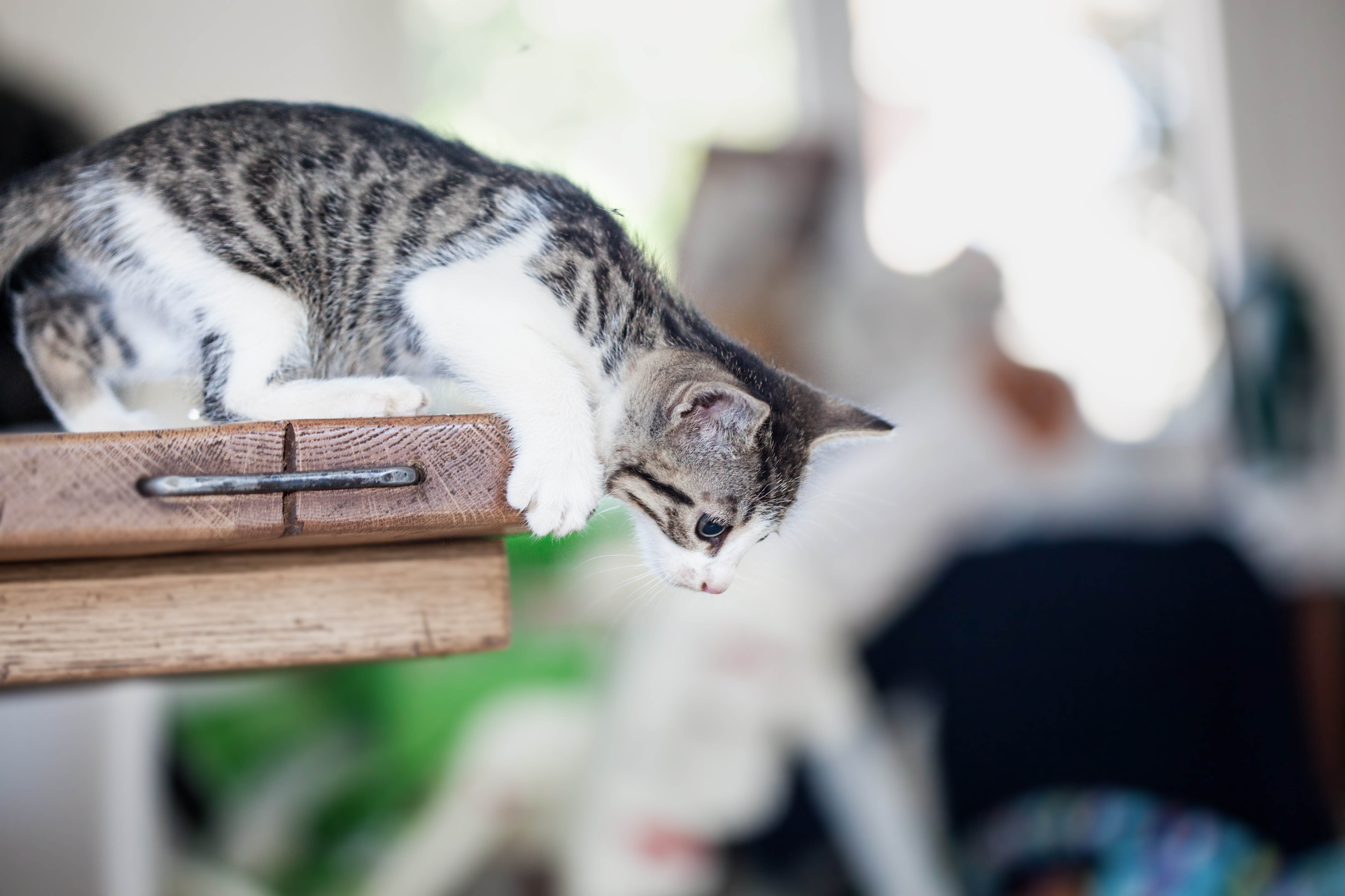 Katzen Richtig Erziehen Wie Unterbinde Ich Unerw nschtes Verhalten 